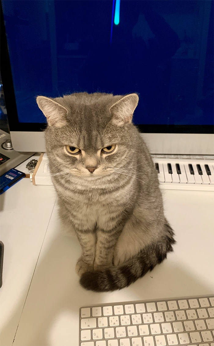 Man Trying To Work From Home Gets Constantly Interrupted By His Cat, Tricks It Into Being Calm By Placing A Box On His Desk Man Trying To Work From Home Gets Constantly Interrupted By His Cat, Tricks It Into Being Calm By Placing A Box On His Desk
