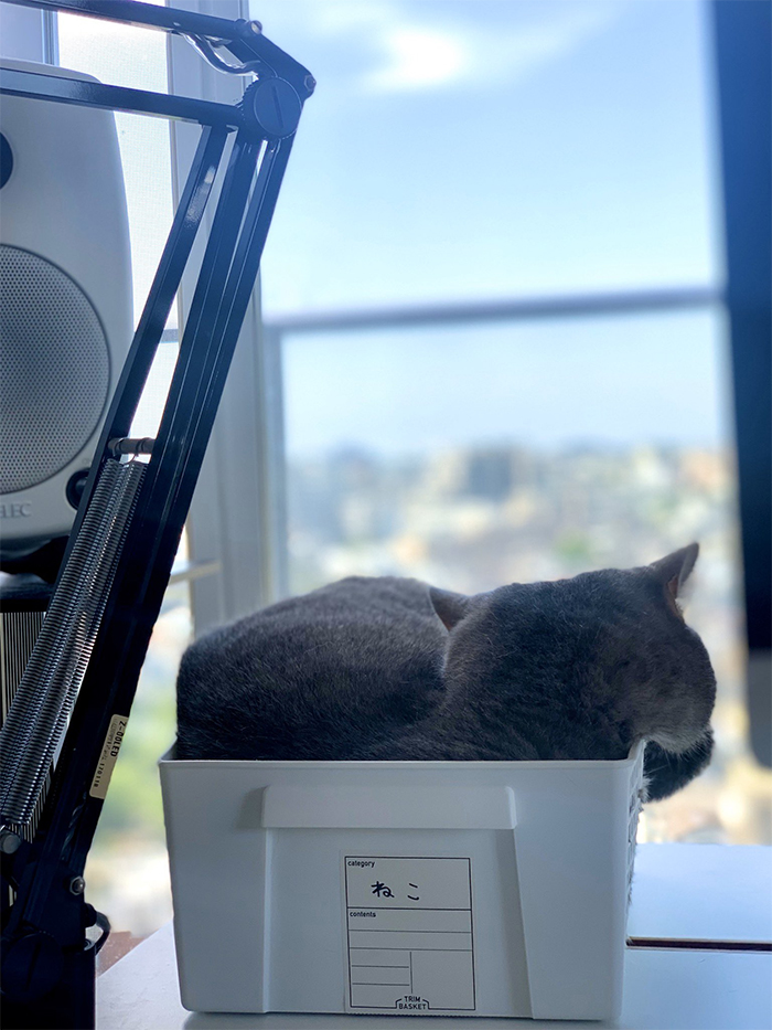 Man Trying To Work From Home Gets Constantly Interrupted By His Cat, Tricks It Into Being Calm By Placing A Box On His Desk Man Trying To Work From Home Gets Constantly Interrupted By His Cat, Tricks It Into Being Calm By Placing A Box On His Desk
