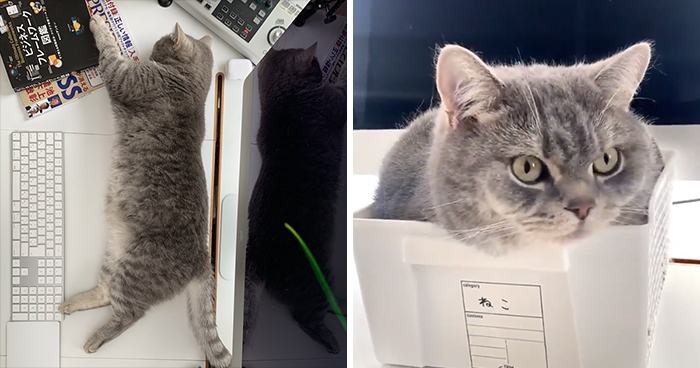 Man Trying To Work From Home Gets Constantly Interrupted By His Cat, Tricks It Into Being Calm By Placing A Box On His Desk