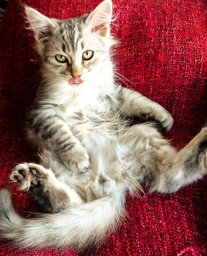 He's Really Quite Pleased With Himself...