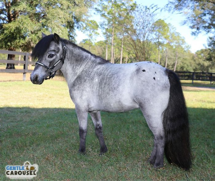 Therapy Page Posts A Pic Of A Black Girl With A Horse, Receives Racist Comments, Shuts Them Down