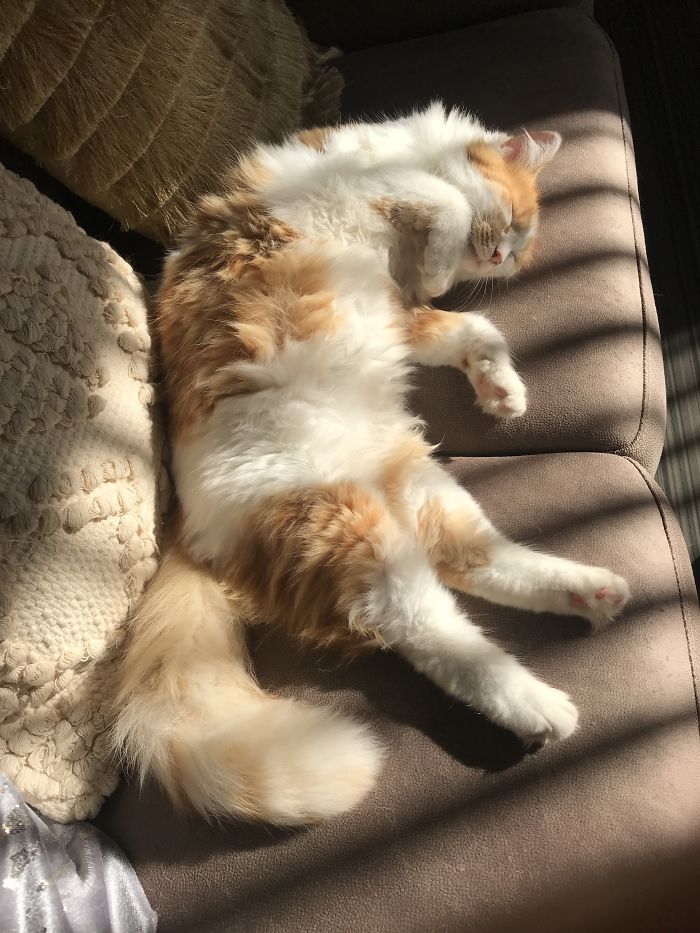 I Rescued A Stray Cat.