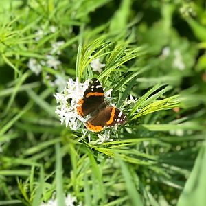 jenjoycedavis avatar