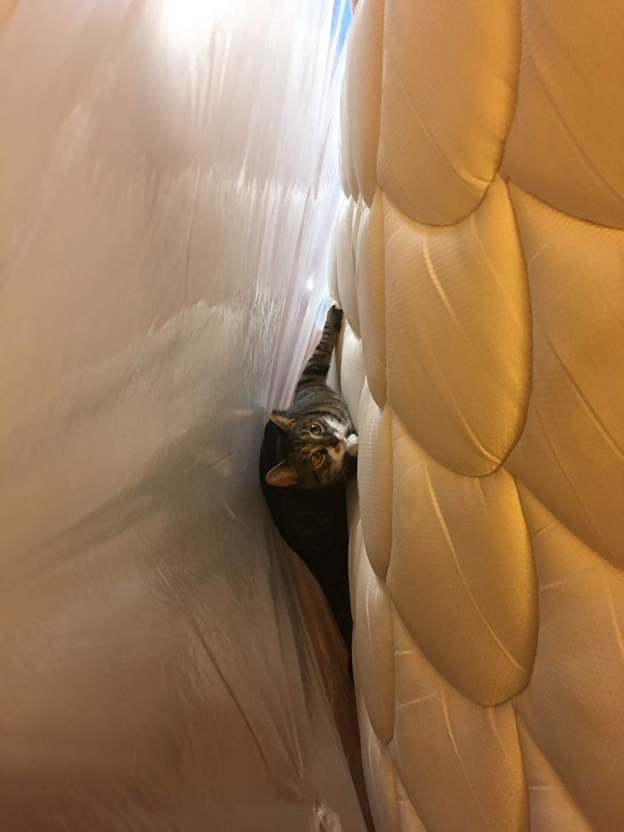 Oh A New Bed? I Must Explore First!