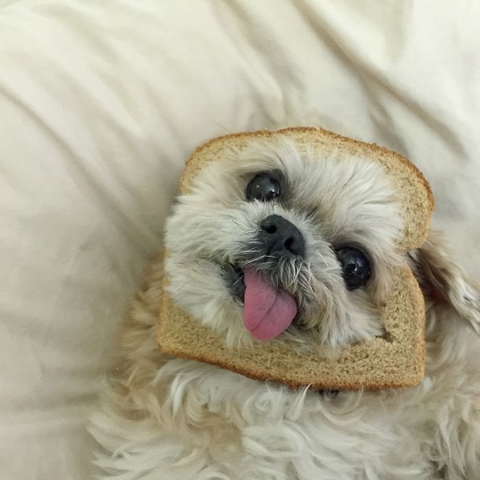 "I'm Bread Haha"