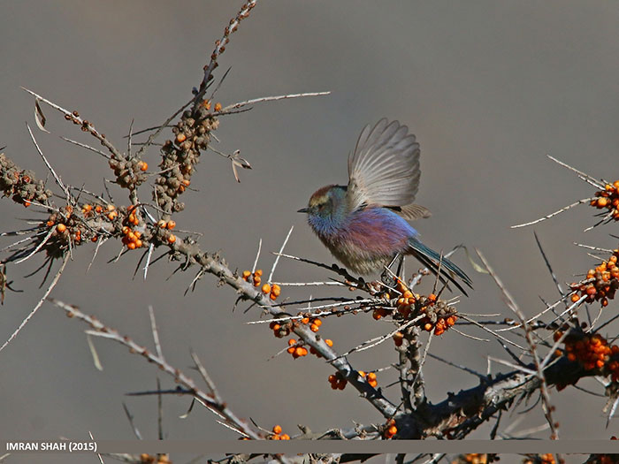 This Rainbow Bird Is Called The White-Browed Tit-Warbler And That Might Be The Silliest Name You've Heard This Rainbow Bird Is Called The White-Browed Tit-Warbler And That Might Be The Silliest Name You've Heard