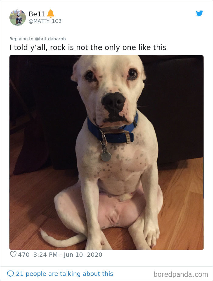 Werid-Sitting-Poses-Pets-Photo