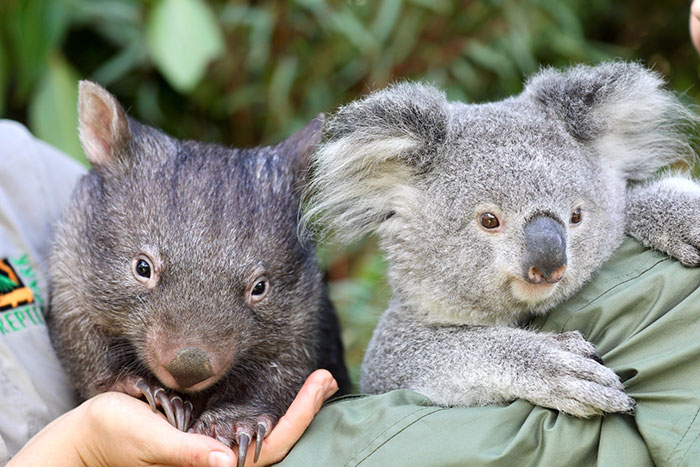 "It’s Unusual To See Them Interact Like This": Surprised Zookeepers Share A Video Of A Koala And A Wombat Becoming Best Buddies During The Lockdown