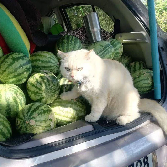 Angry-Looking Cat Supervises Watermelons In Thailand And Is Loved By The Community Angry-Looking Cat Supervises Watermelons In Thailand And Is Loved By The Community