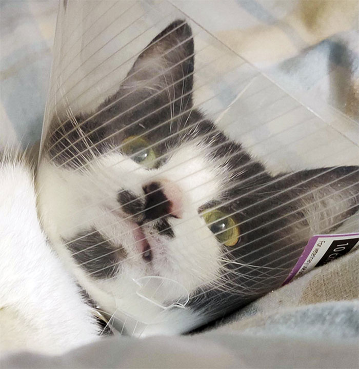 Funny-Pets-With-Cones