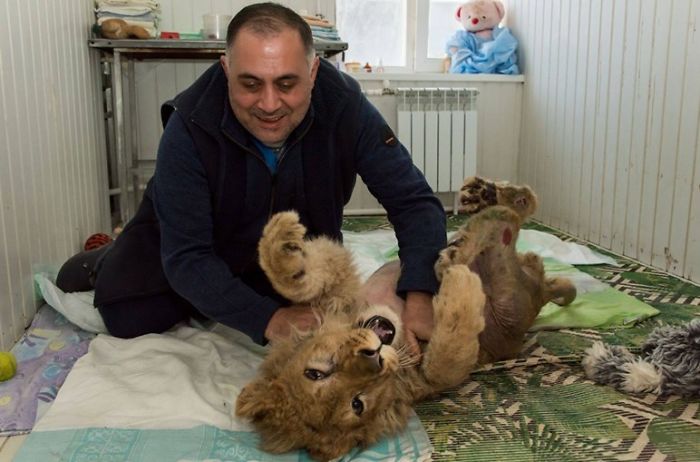 Rescuers Save Baby Lion Who Had His Legs Broken To Take Pictures With Tourists Rescuers Save Baby Lion Who Had His Legs Broken To Take Pictures With Tourists
