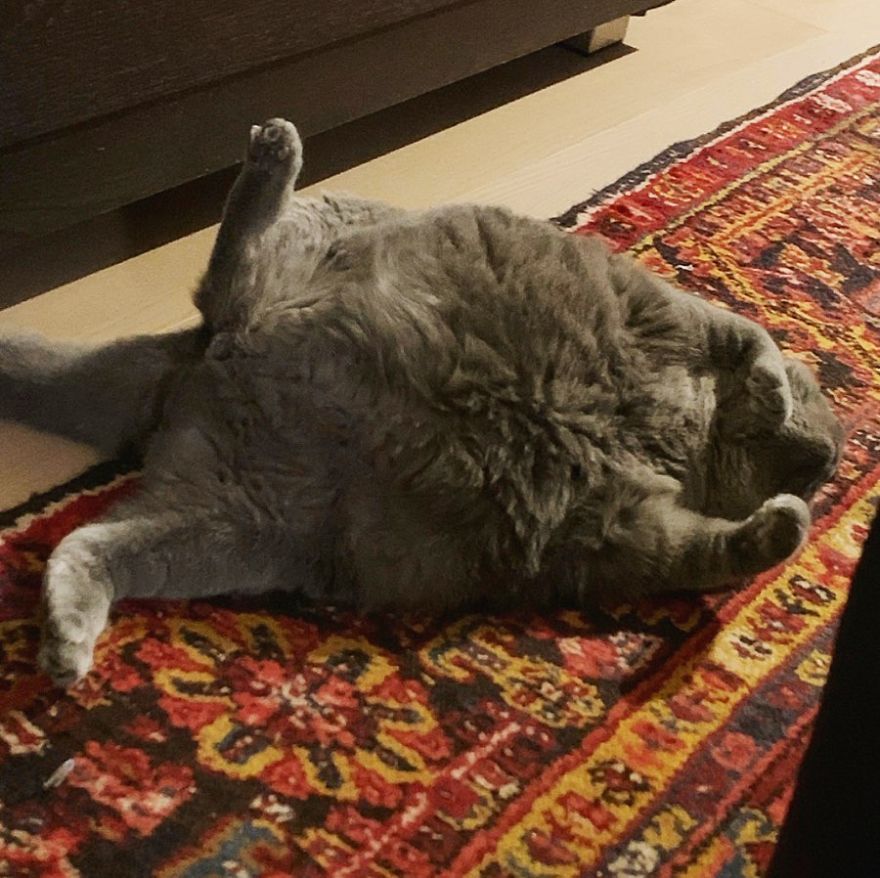 This Chonky-Looking Cat Was About To Be Put Down Because Of Her Condition, Got Rescued By The Vet This Chonky-Looking Cat Was About To Be Put Down Because Of Her Condition, Got Rescued By The Vet