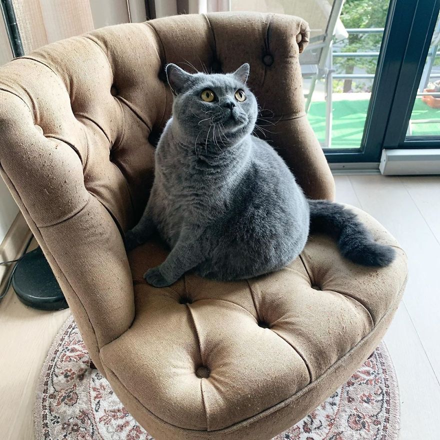 This Chonky-Looking Cat Was About To Be Put Down Because Of Her Condition, Got Rescued By The Vet This Chonky-Looking Cat Was About To Be Put Down Because Of Her Condition, Got Rescued By The Vet