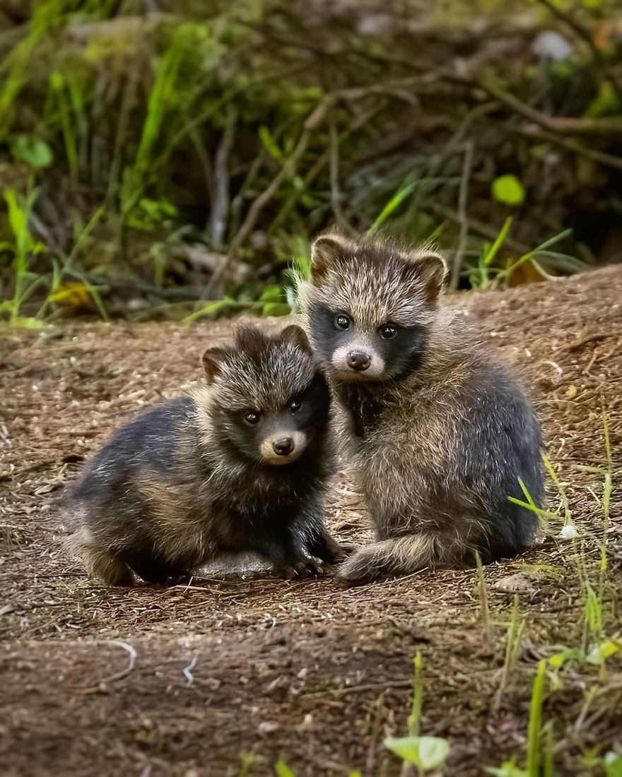 A Finnish Photographer Takes Adorable Photos Of Baby Animals That Would Melt Your Heart