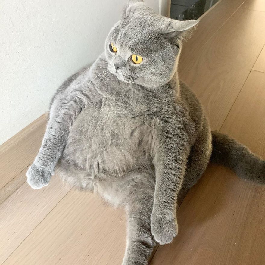 This Chonky-Looking Cat Was About To Be Put Down Because Of Her Condition, Got Rescued By The Vet