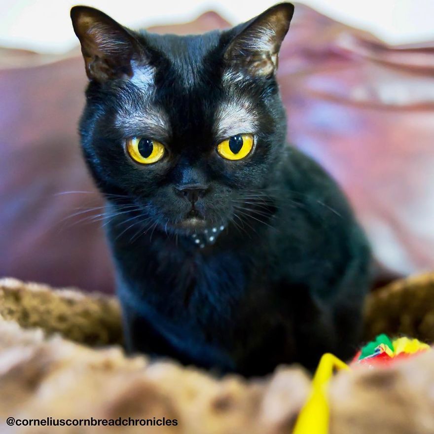 Meet Cornelius Cornbread, The Adorable Kitten With White Eyebrows (19 Pics)