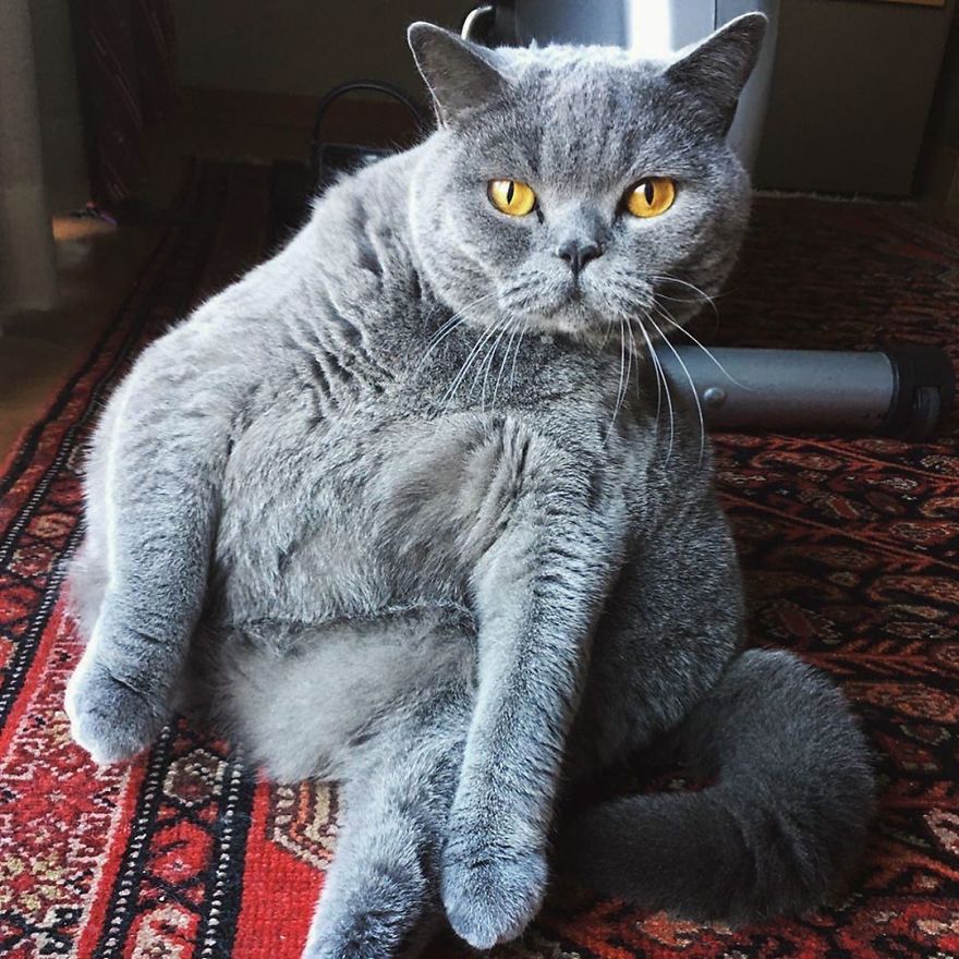 This Chonky-Looking Cat Was About To Be Put Down Because Of Her Condition, Got Rescued By The Vet