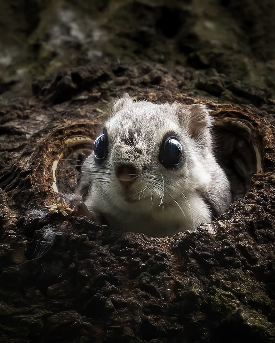 A Finnish Photographer Takes Adorable Photos Of Baby Animals That Would Melt Your Heart