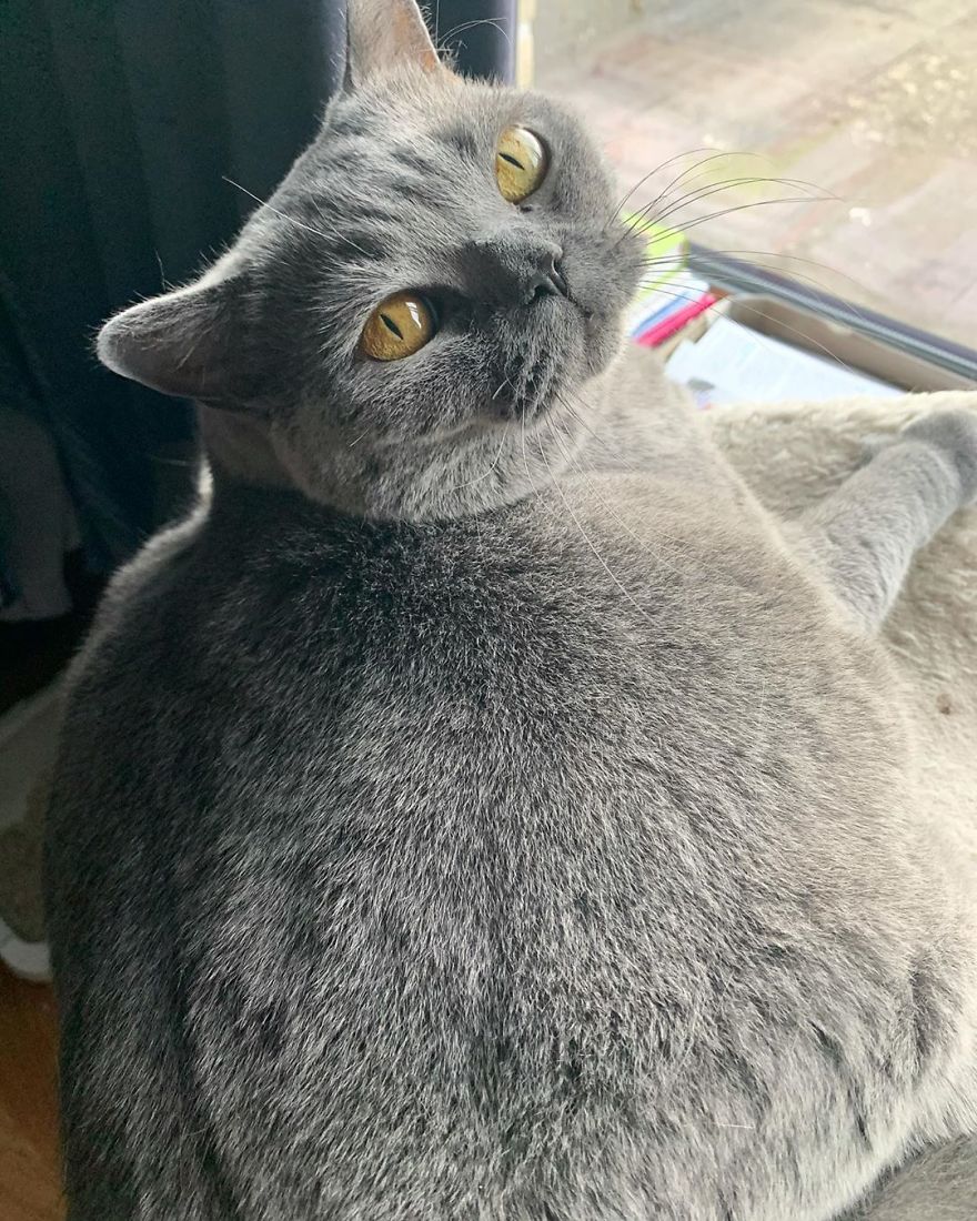 This Chonky-Looking Cat Was About To Be Put Down Because Of Her Condition, Got Rescued By The Vet This Chonky-Looking Cat Was About To Be Put Down Because Of Her Condition, Got Rescued By The Vet