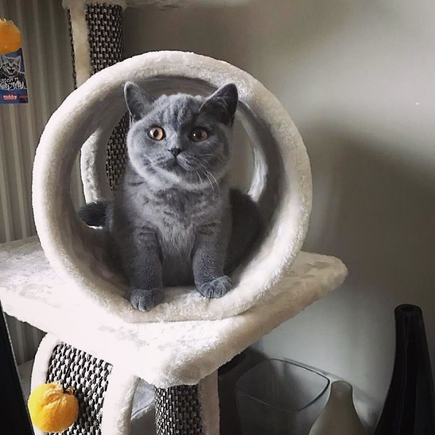 This Chonky-Looking Cat Was About To Be Put Down Because Of Her Condition, Got Rescued By The Vet