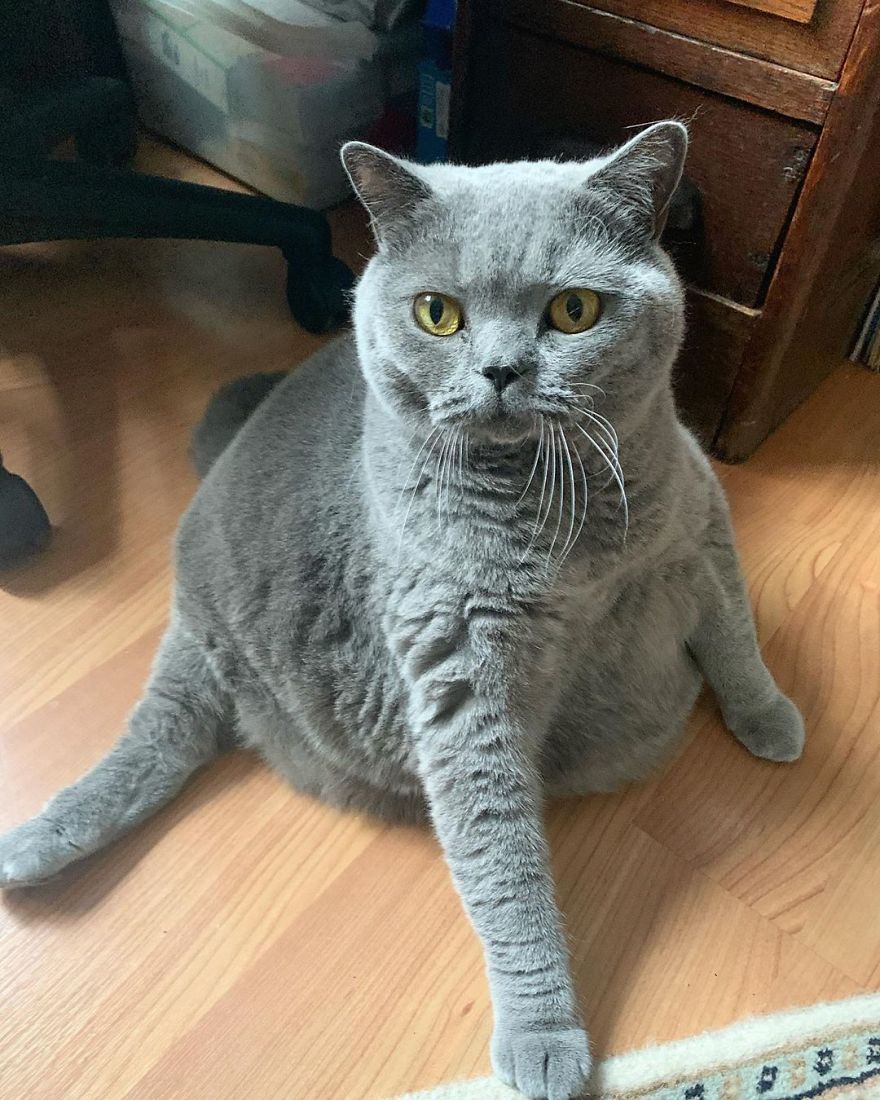 This Chonky-Looking Cat Was About To Be Put Down Because Of Her Condition, Got Rescued By The Vet