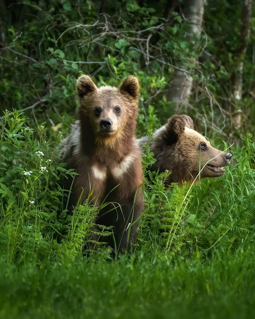 A Finnish Photographer Takes Adorable Photos Of Baby Animals That Would Melt Your Heart
