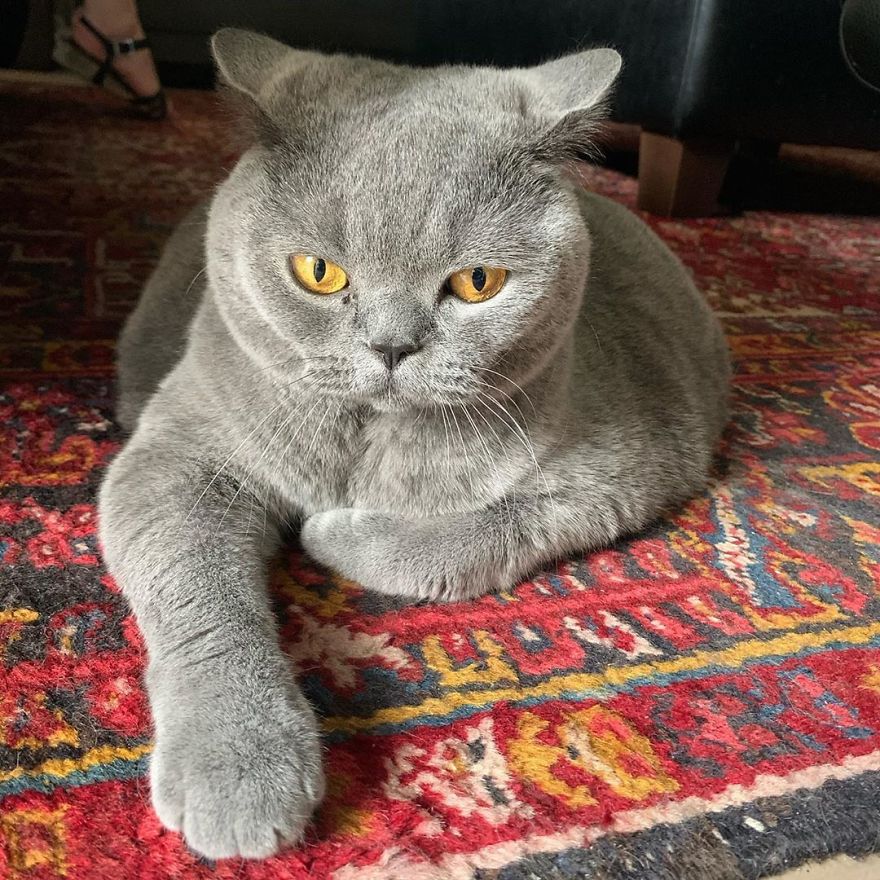 This Chonky-Looking Cat Was About To Be Put Down Because Of Her Condition, Got Rescued By The Vet This Chonky-Looking Cat Was About To Be Put Down Because Of Her Condition, Got Rescued By The Vet