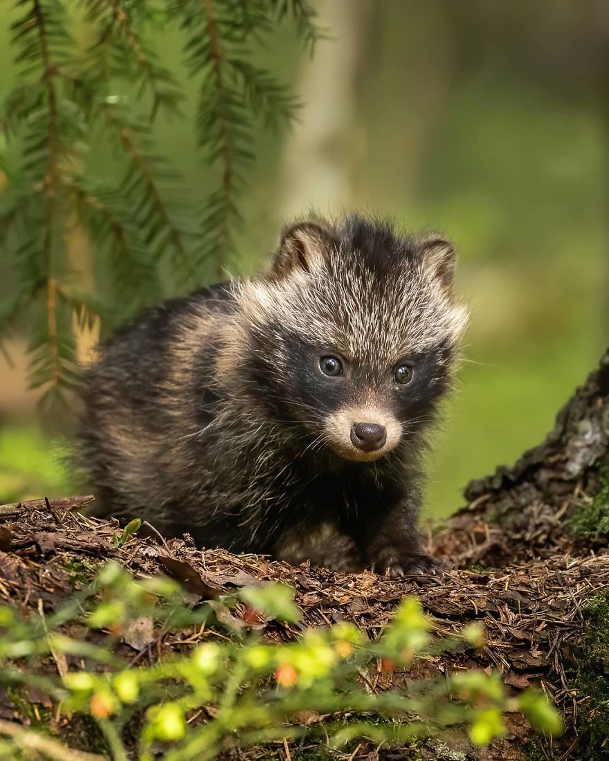 A Finnish Photographer Takes Adorable Photos Of Baby Animals That Would Melt Your Heart