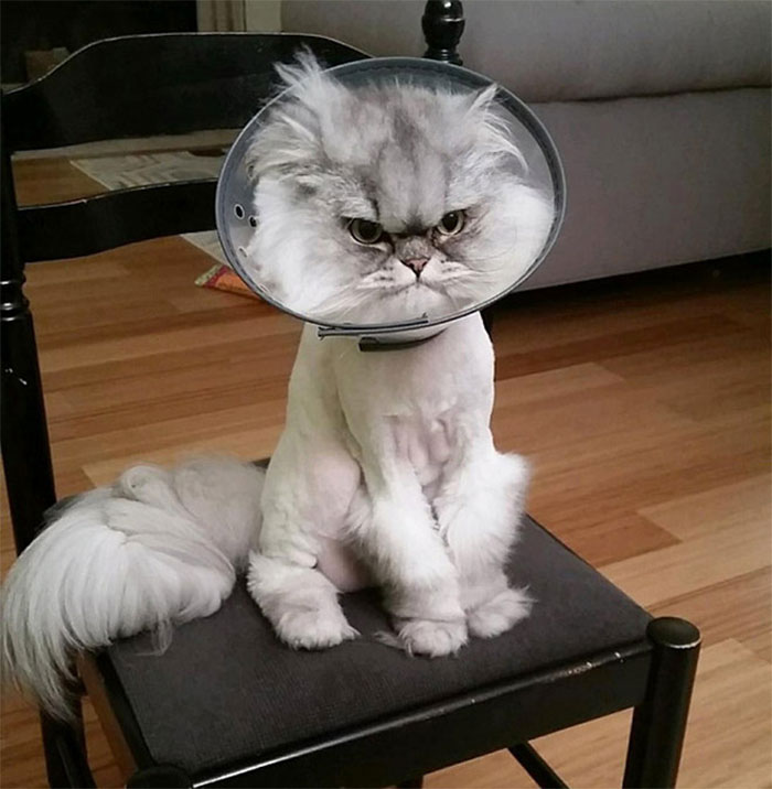 Funny-Pets-With-Cones