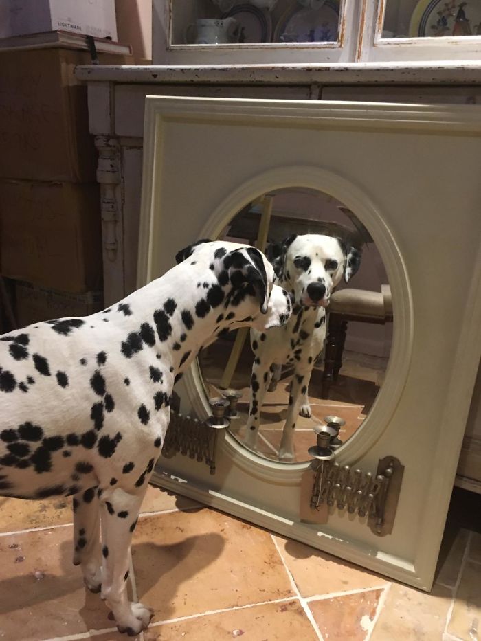 Looking In The Mirror