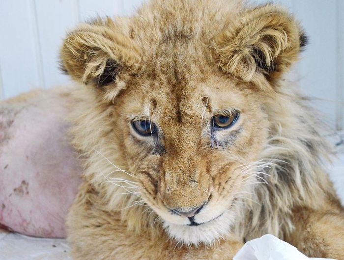 Rescuers Save Baby Lion Who Had His Legs Broken To Take Pictures With Tourists Rescuers Save Baby Lion Who Had His Legs Broken To Take Pictures With Tourists