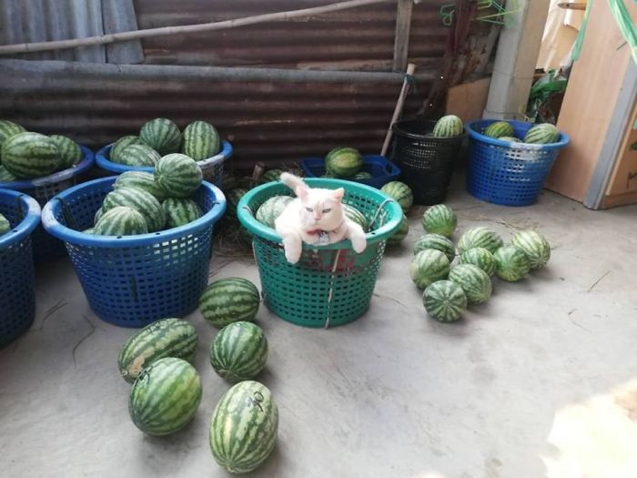 Angry-Looking Cat Supervises Watermelons In Thailand And Is Loved By The Community Angry-Looking Cat Supervises Watermelons In Thailand And Is Loved By The Community