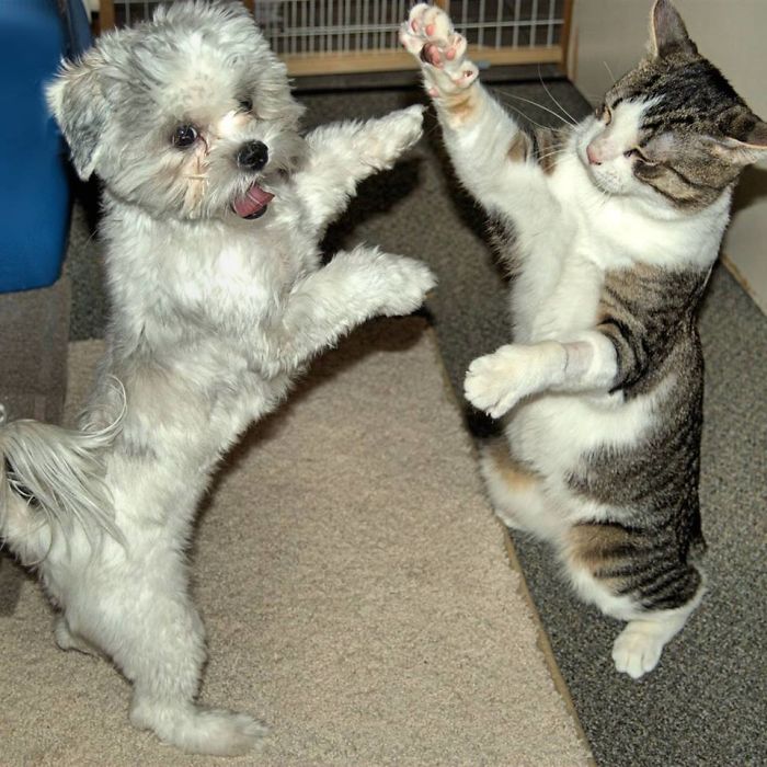 May I Have This Dance?