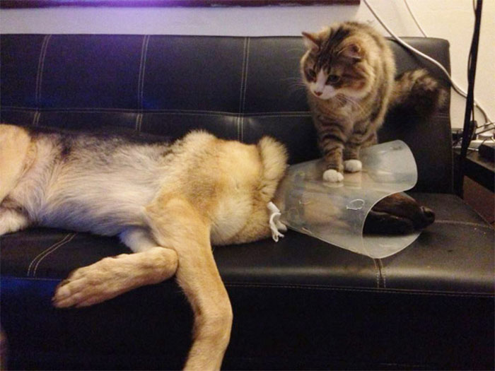 Funny-Pets-With-Cones
