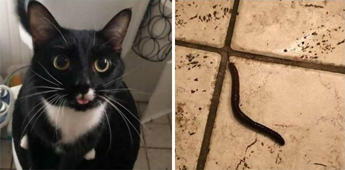 Someone Please Tell Him To Stop Bringing Earthworms In The House I Love Him And Am Proud Of His Newly-Discovered Hunting Abilities But At What Cost 