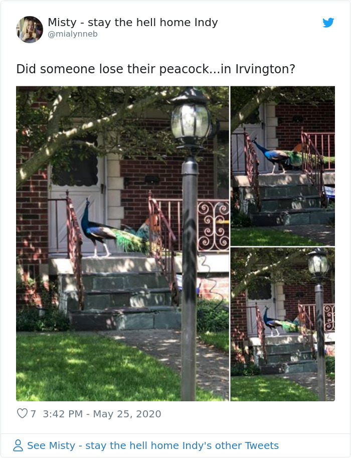 Meet Frank The Peacock - A Bird Who Traveled Over 600 Miles In Pursuit Of Love Meet Frank The Peacock - A Bird Who Traveled Over 600 Miles In Pursuit Of Love