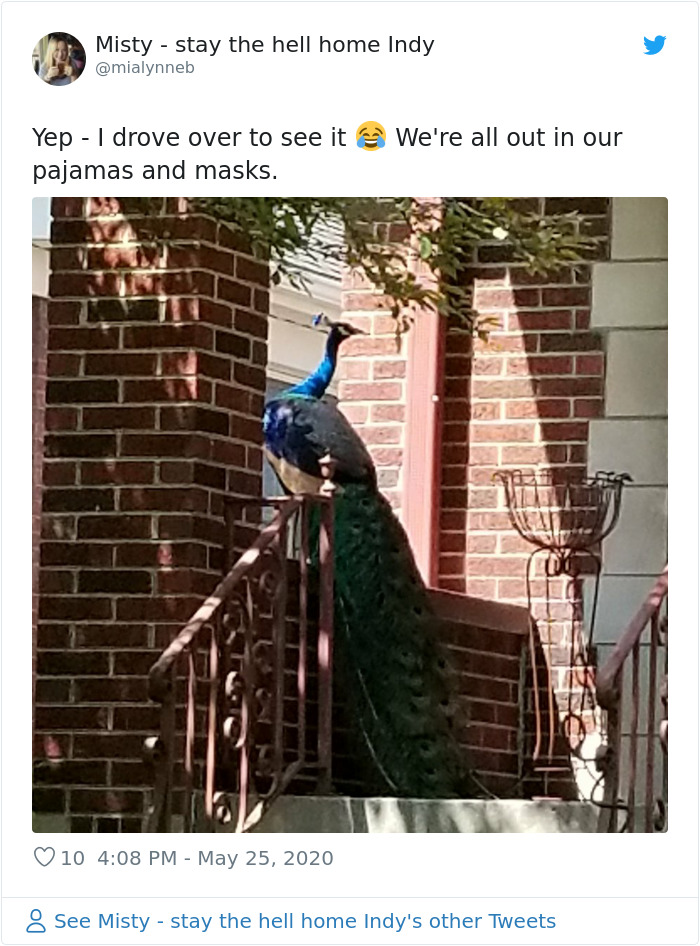 Meet Frank The Peacock - A Bird Who Traveled Over 600 Miles In Pursuit Of Love