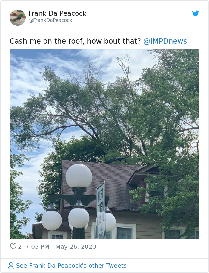 Meet Frank The Peacock - A Bird Who Traveled Over 600 Miles In Pursuit Of Love Meet Frank The Peacock - A Bird Who Traveled Over 600 Miles In Pursuit Of Love