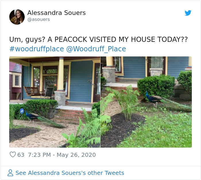 Meet Frank The Peacock - A Bird Who Traveled Over 600 Miles In Pursuit Of Love