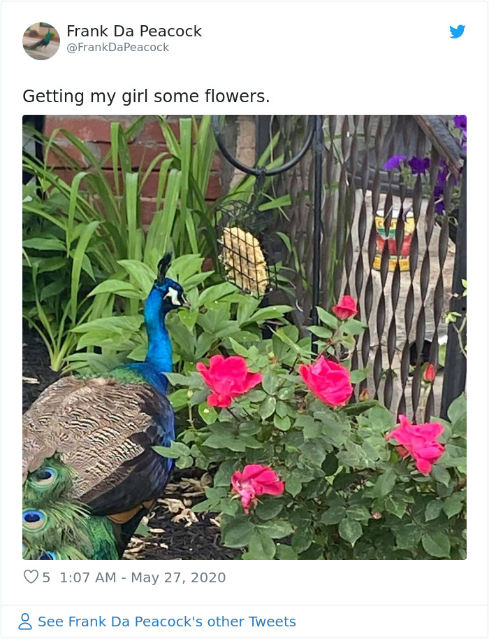 Meet Frank The Peacock - A Bird Who Traveled Over 600 Miles In Pursuit Of Love Meet Frank The Peacock - A Bird Who Traveled Over 600 Miles In Pursuit Of Love