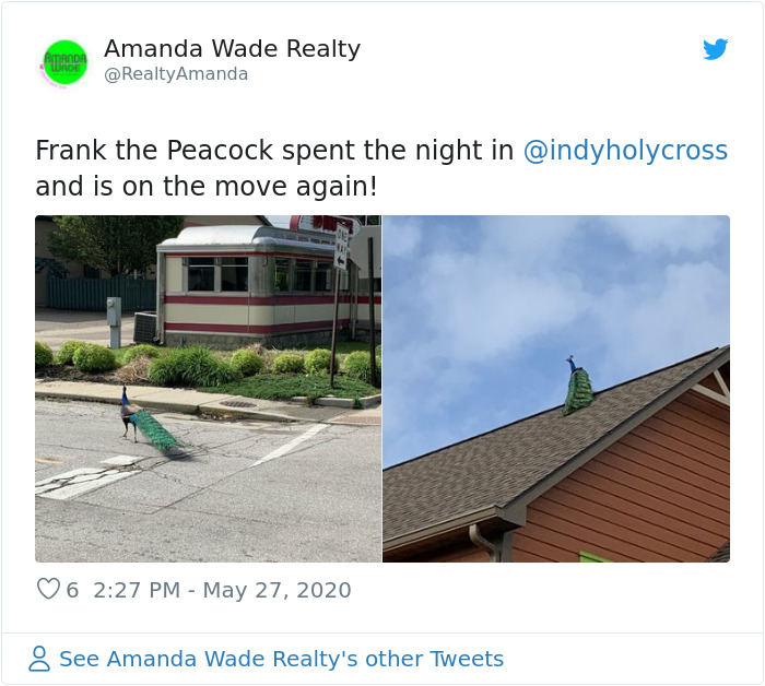 Meet Frank The Peacock - A Bird Who Traveled Over 600 Miles In Pursuit Of Love