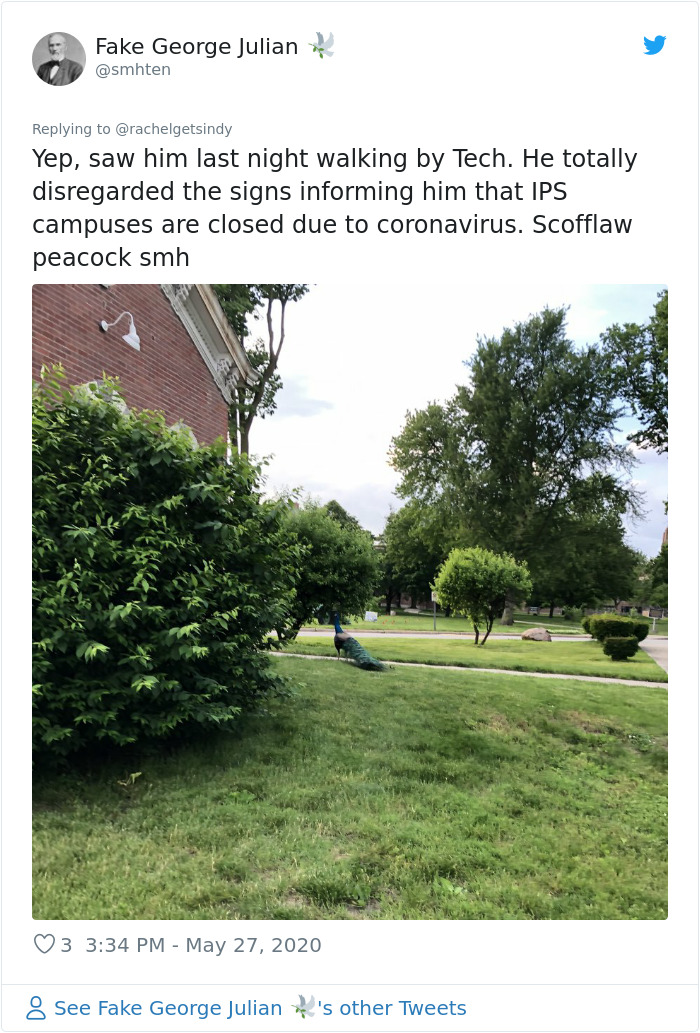 Meet Frank The Peacock - A Bird Who Traveled Over 600 Miles In Pursuit Of Love