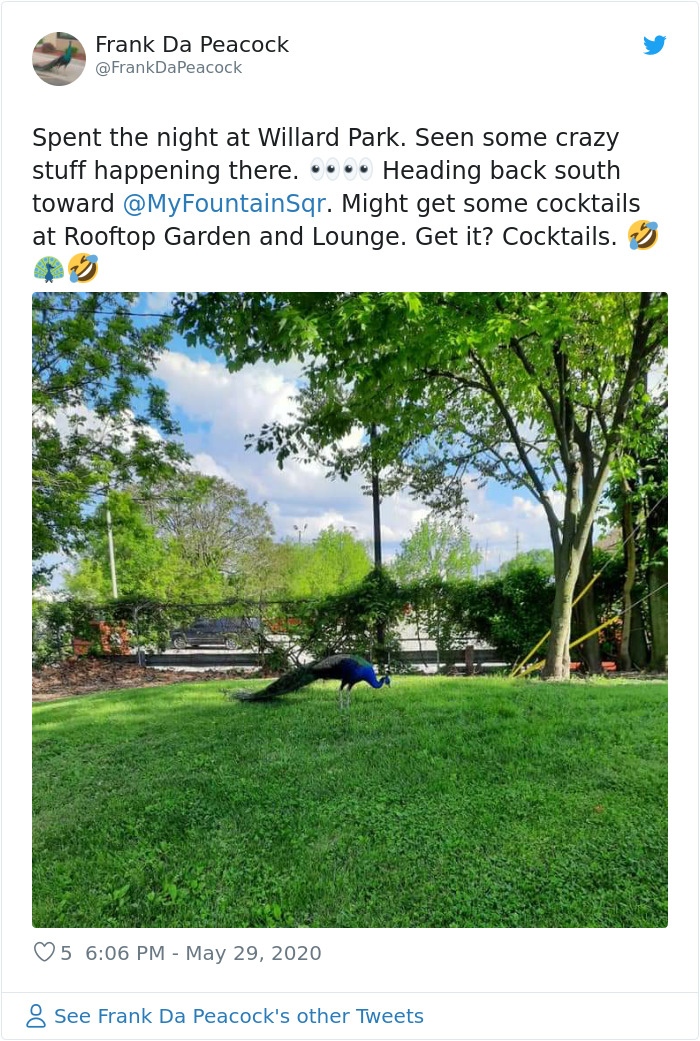 Meet Frank The Peacock - A Bird Who Traveled Over 600 Miles In Pursuit Of Love
