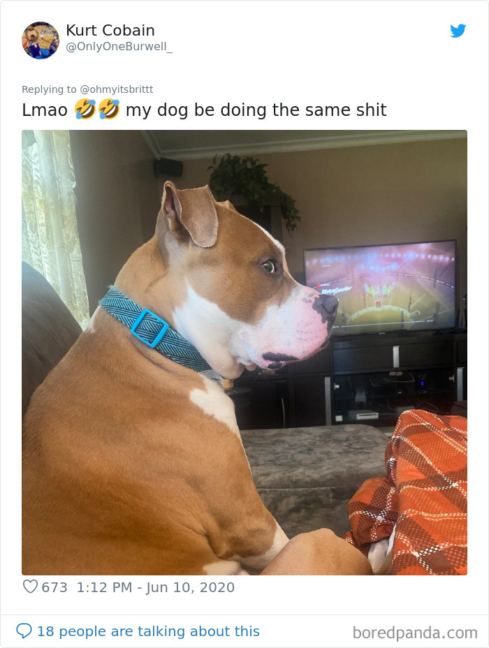 Werid-Sitting-Poses-Pets-Photo