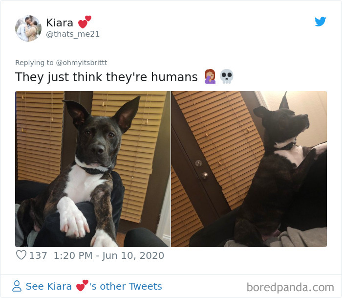 Werid-Sitting-Poses-Pets-Photo