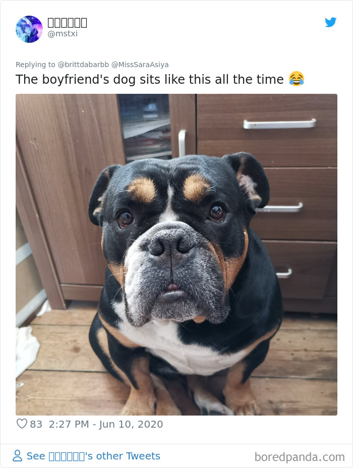 Werid-Sitting-Poses-Pets-Photo