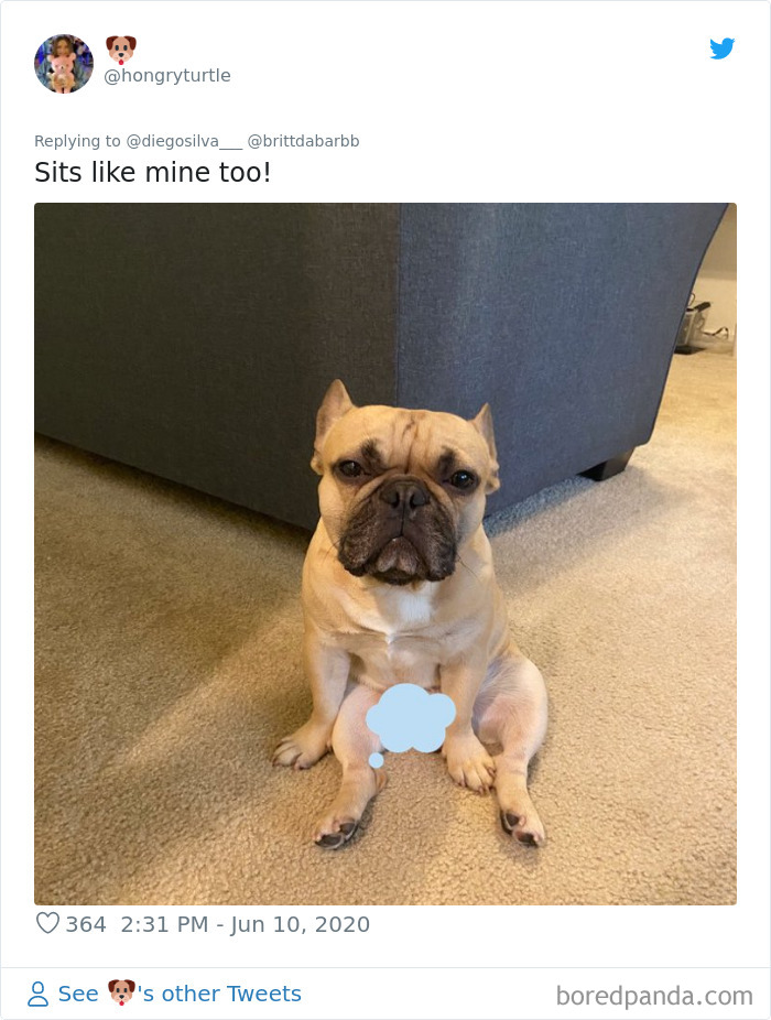 Werid-Sitting-Poses-Pets-Photo