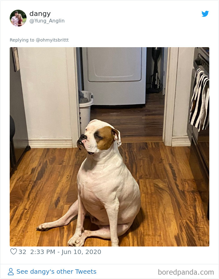 Werid-Sitting-Poses-Pets-Photo