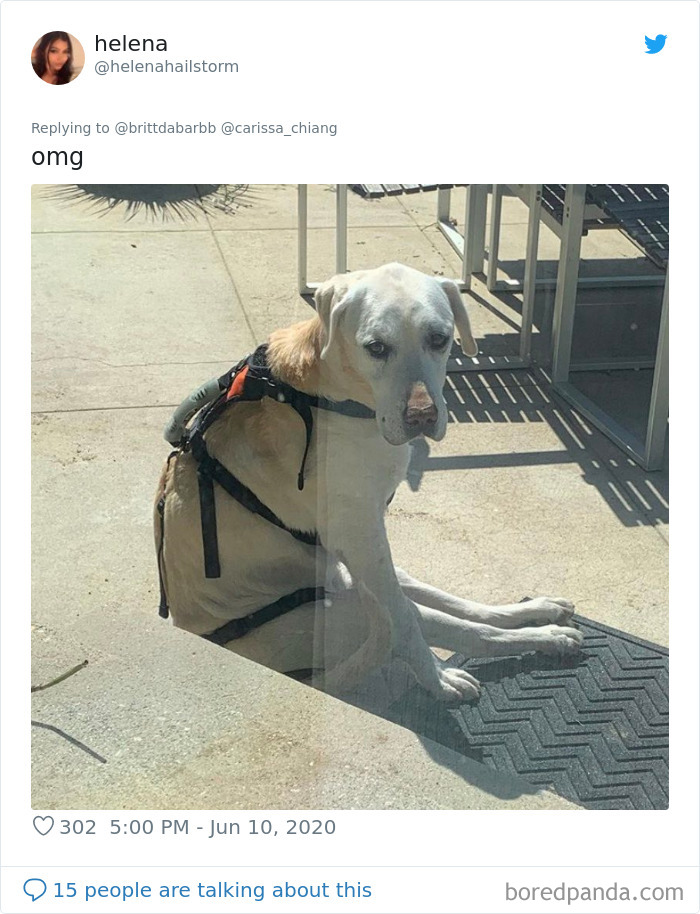 Werid-Sitting-Poses-Pets-Photo