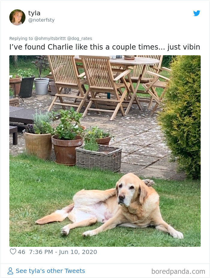 Werid-Sitting-Poses-Pets-Photo